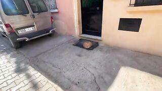 The attractiveness of these stray cats made Mr. Abdo accept them and offer them food.