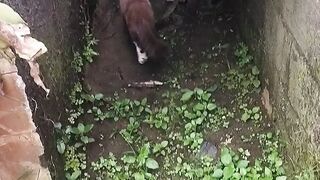 Binatang apa ini