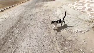 Oreo the cat is very friendly and loves petting and delicious food to satisfy his big belly.