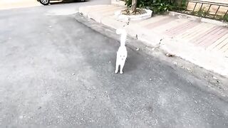 The white cat is angry and does not want the other cat to approach her.