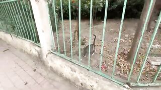 The cute mama cat is very happy that we brought food for her and her kitten.