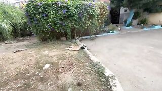 The adult feral cats did not want to come to me until after the food was put out.
