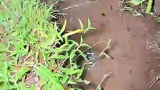Fishing eel videos... This is fishing eel videos.. Thanks for watching..!!