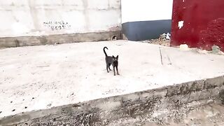 This gray cat is cute and friendly and gets angry when I pick him up.