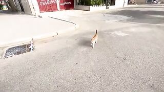 These huge cats are very friendly, strong and refuse to be picked up by anyone.