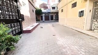 Two very cute cats, one is interested in playing, the other is interested in getting food.