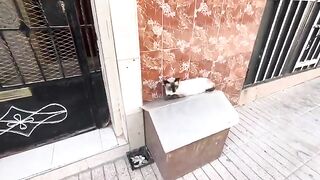 This Siamese cat is very calm and just wants food.