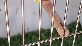 The birds birds