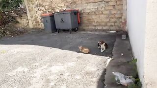 The ginger cat and the cute dog have a wonderful friendship.