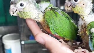 Two three green