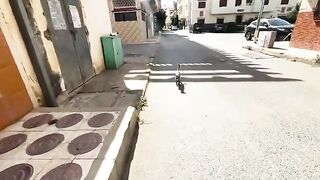 These stray cats are very cute and ask for food with their very cute meow.
