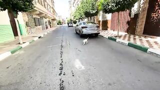 Ginger the cat is very playful and wants to play and his cute friend wants love and food.