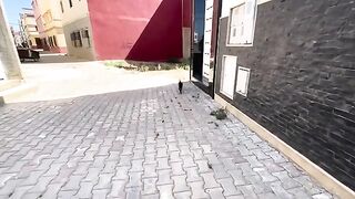 Bagheera the cat is constantly asking to be played, loved and brought food.
