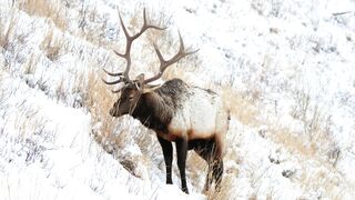 Animale - id | Trending HD Video