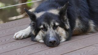 Animal breed - id | Trending HD Video
