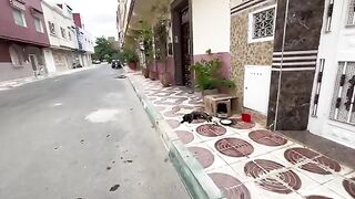 Poor mama cat sits next to her newborn kittens in a paper box.