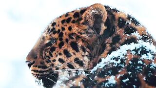 Animal breed - id | Trending HD Video