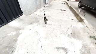 Mama Cat goes to the car because she knows the food inside will fill the stomachs of her little ones