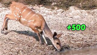 The life of the deer is big hard#shorts #foryou #viral #viral #motivation