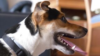 Animal breed - id | Trending HD Video