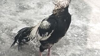 Chicken the