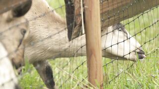 Animal breed - close up video of goats eating grass | Trending HD Video