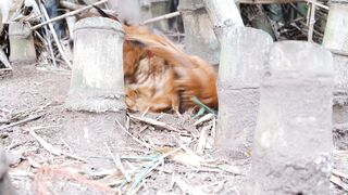 Stuffed Animal - a chicken nesting backyard near the bamboo trees | Trending HD Video