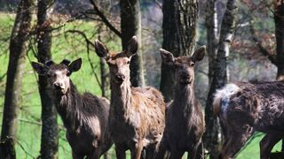 Animale - id | Trending HD Video