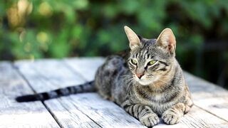 Animal - id | Trending HD Video