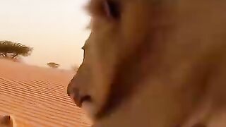 who is the boss.mp4.2026