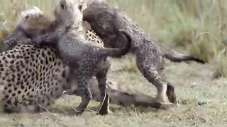 How Painful ... Mother Cheetah Cried When Lion Took Her Baby - Cheetah Protect Cub.mp4.2026