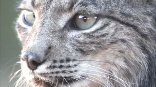 Animal breed - close up of majestic iberian lynx in wild habitat | Trending HD Video