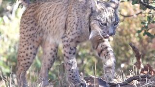 Stuffed Animal - wild iberian lynx in natural habitat | Trending HD Video