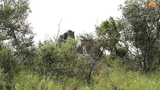 Cheetah Puts Everything on the Line to Protect Cub from Leopard.mp4