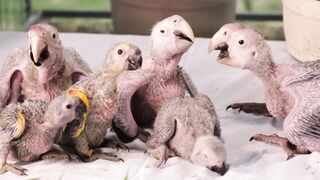 BabyBj rn - baby birds | Trending HD Video
