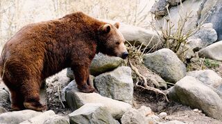 Animal breed - nature summer desert rocks | Trending HD Video