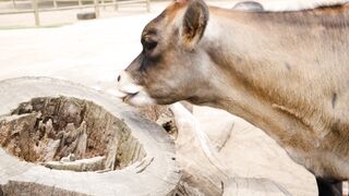 Animale - close up footage of a calf | Trending HD Video