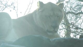 Animal breed - close up video a lion | Trending HD Video