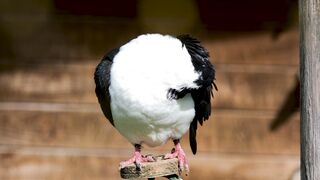 Animal breed - id | Trending HD Video