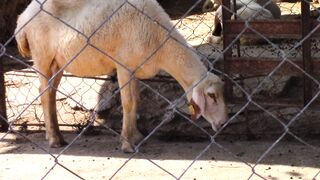 Animal breed - a sad looking sheep inside a fence | Trending HD Video