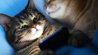 cat funny