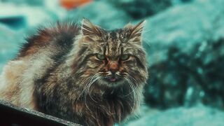 Stuffed Animal - majestic fluffy cat in urban alley | Trending HD Video