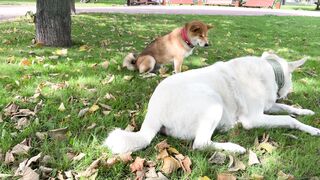 Woman Within - photo of person an akita inu shiba inu mix in san francisco ca | Trending HD Vid