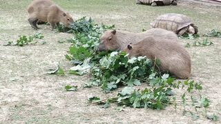 Animale - animals feeding on leaves | Trending HD Video