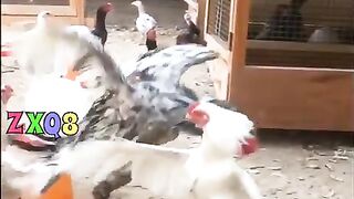 Bruce lee demonstration