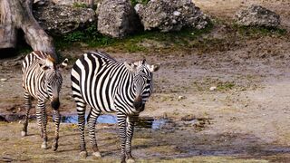 Animale - id | Trending HD Video