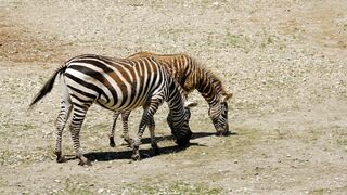 Animale - id | Trending HD Video