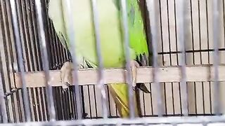 Chirp parrot