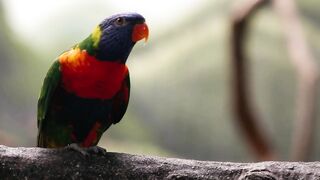 Animale - parrots perched on tree branch | Trending HD Video