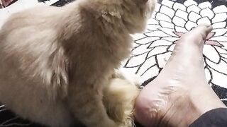 Anak kucing paling galau sedunia